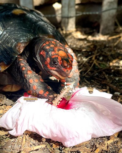 Photo post from carapacecritters.