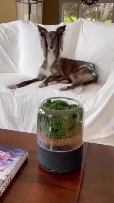 Video post from briiv.natural.