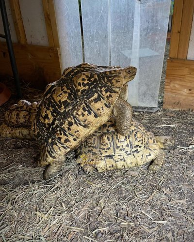 Photo post from carapacecritters.