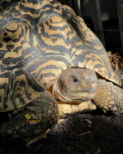 Photo post from carapacecritters.