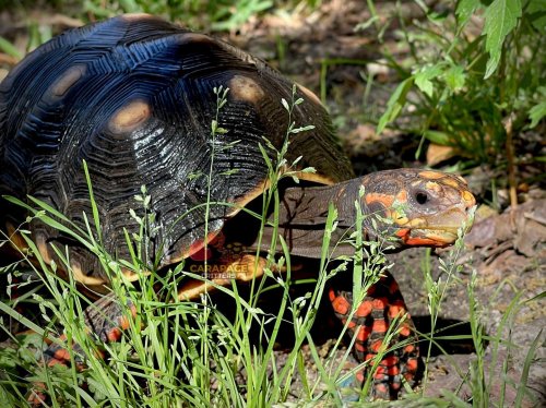 Photo post from carapacecritters.