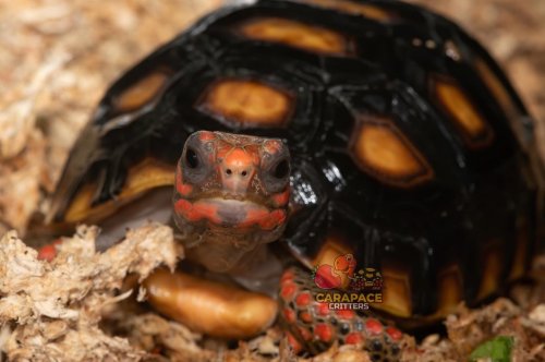 Photo post from carapacecritters.