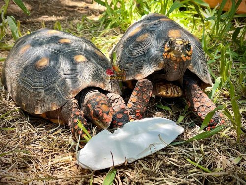 Photo post from carapacecritters.