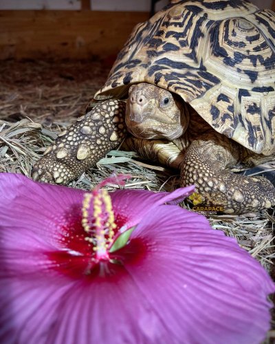 Photo post from carapacecritters.