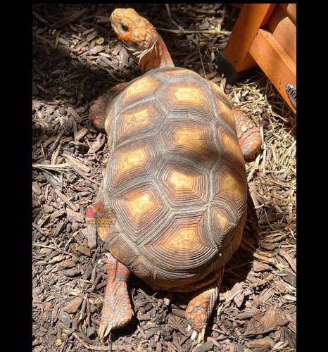 Photo post from carapacecritters.