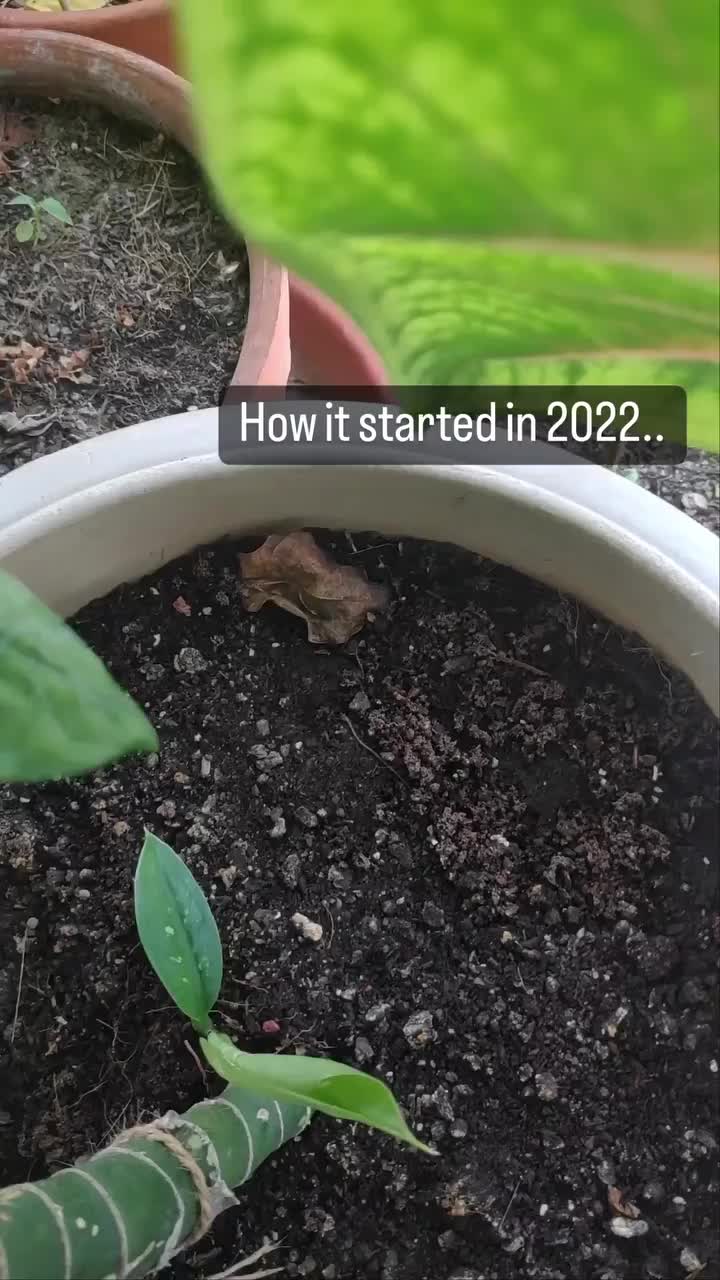 Video post from purkinje_crazyforplants.