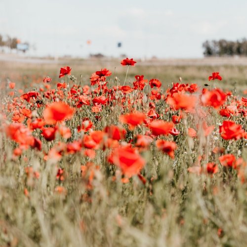 Photo post from comvita_nz.