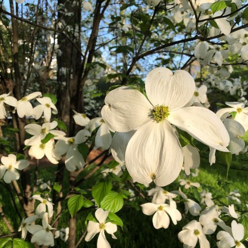 Photo post from dogwoodfestival.