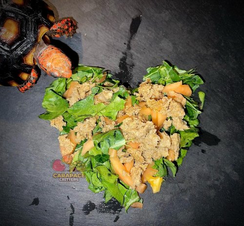 Photo post from carapacecritters.