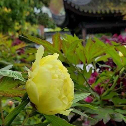 Photo post from lansuchinesegarden.