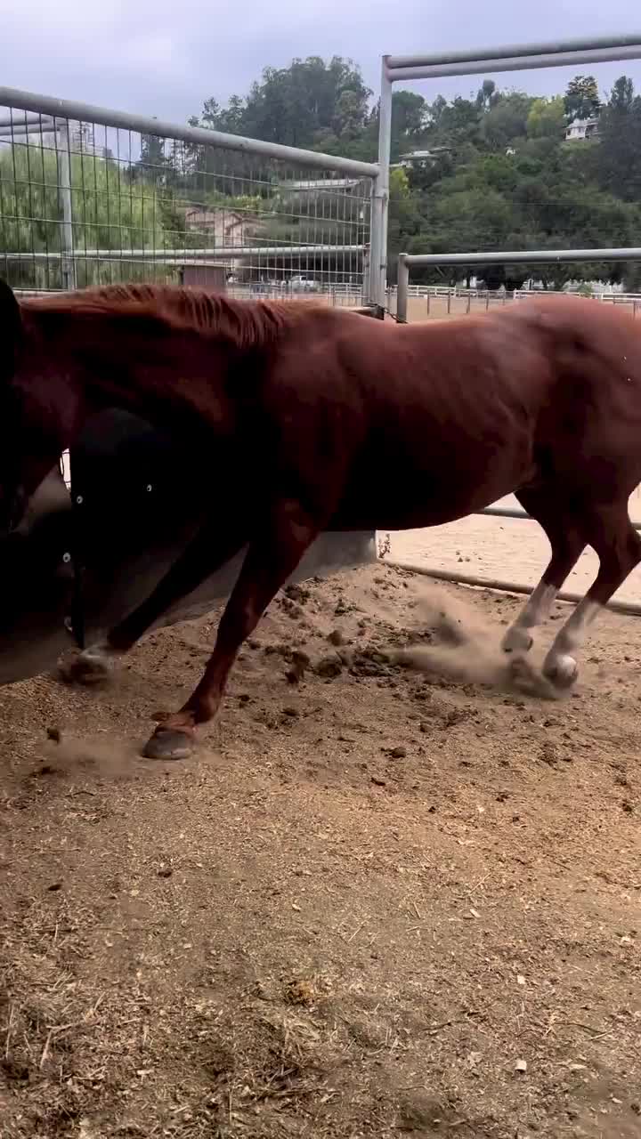 Video post from __amber_lydic__.