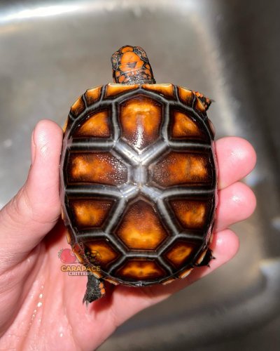 Photo post from carapacecritters.