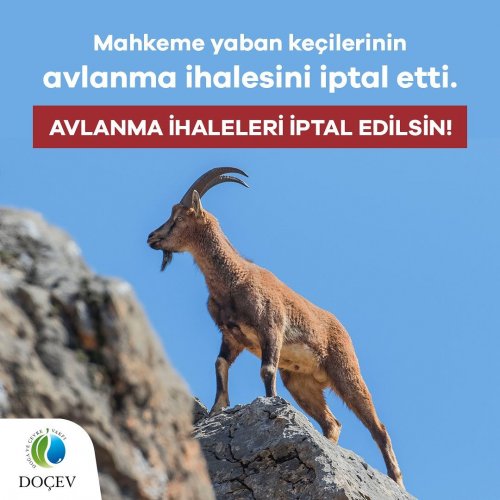 Photo post from dogavecevrevakfi.