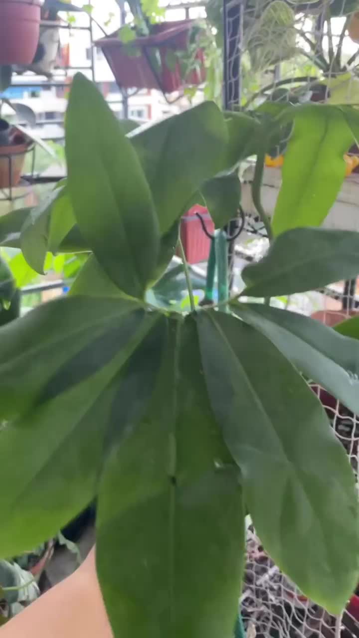 Video post from purkinje_crazyforplants.