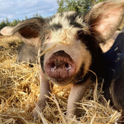 Photo post from hungryhollowfarm.