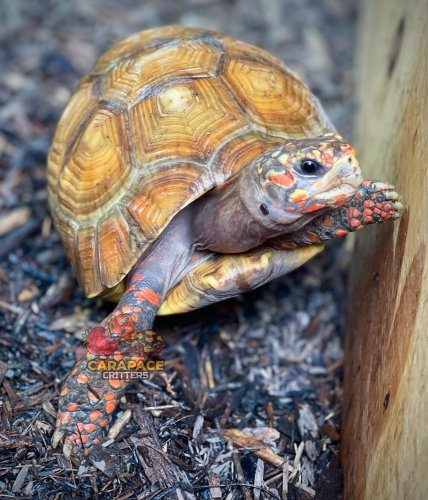 Photo post from carapacecritters.