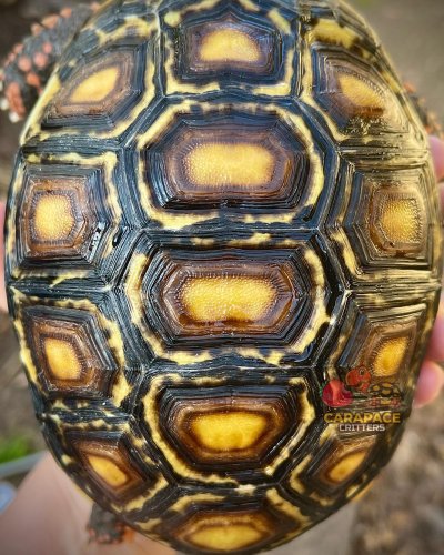 Photo post from carapacecritters.