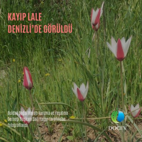 Photo post from dogavecevrevakfi.