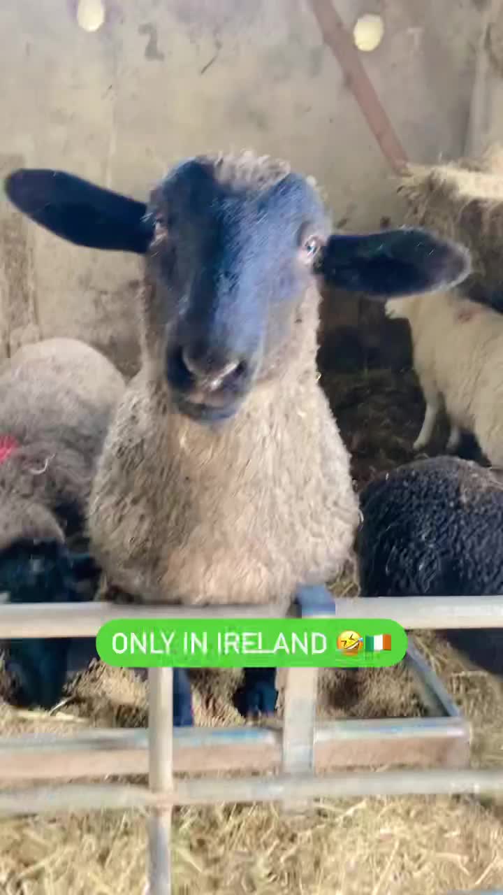 Video post from myirelandbox.