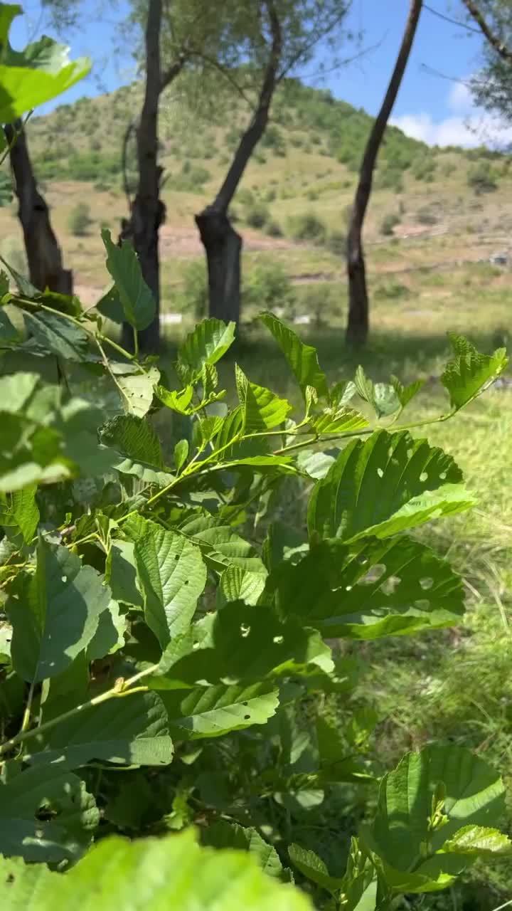 Video post from mehmetenliogluofficial.