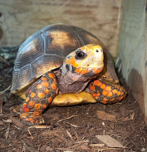 Photo post from carapacecritters.