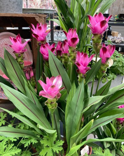 Photo post from blomsterborsen.