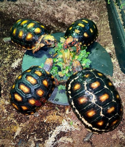 Photo post from carapacecritters.