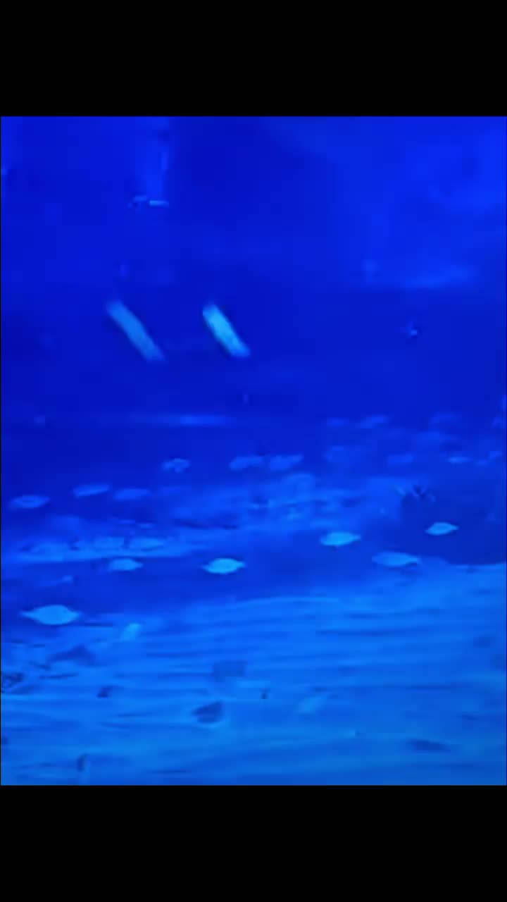 Video post from ejs_fishing_charters.