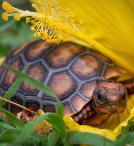 Photo post from carapacecritters.