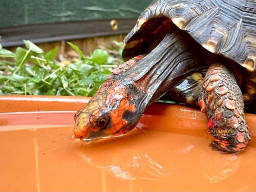 Photo post from carapacecritters.