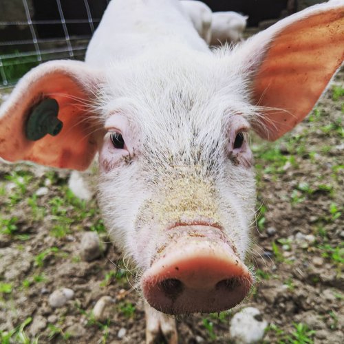 Photo post from hungryhollowfarm.