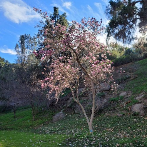 Photo post from ucrbotanicgardens.