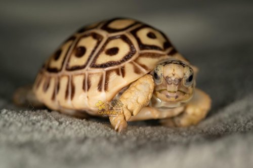 Photo post from carapacecritters.