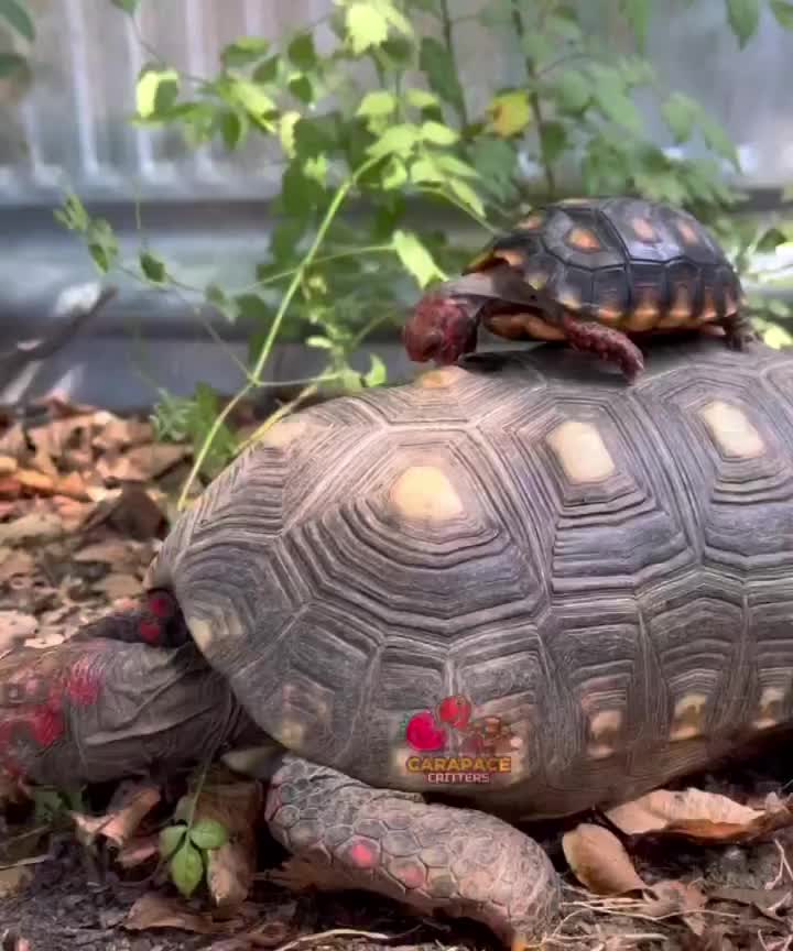 Video post from carapacecritters.