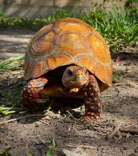 Photo post from carapacecritters.