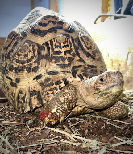 Photo post from carapacecritters.