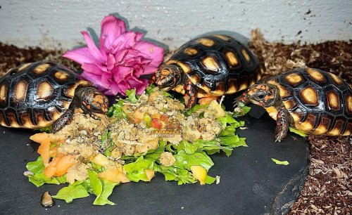 Photo post from carapacecritters.