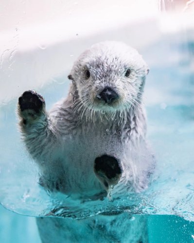 Embed Feed Embed Feed