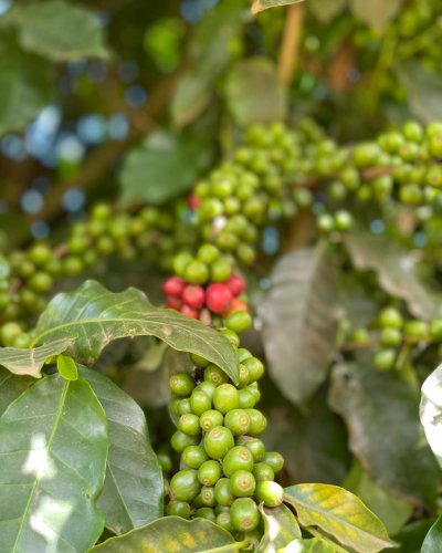 Photo post from howefarming.