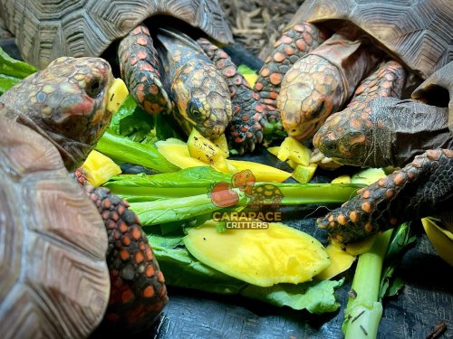 Photo post from carapacecritters.