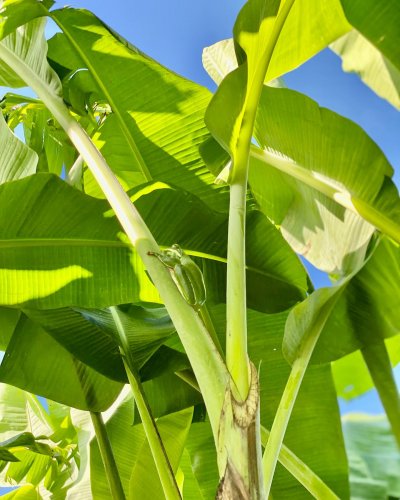 Photo post from howefarming.