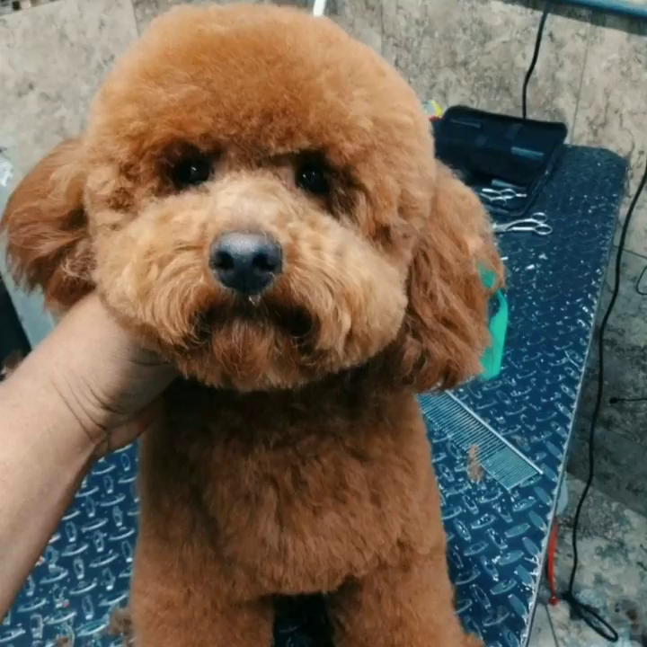 Video post from medicalpettj.