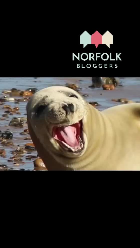 Video post from fortheloveof.norfolk.