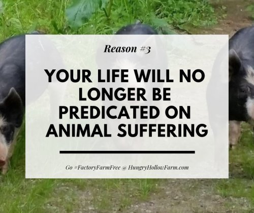 Photo post from hungryhollowfarm.