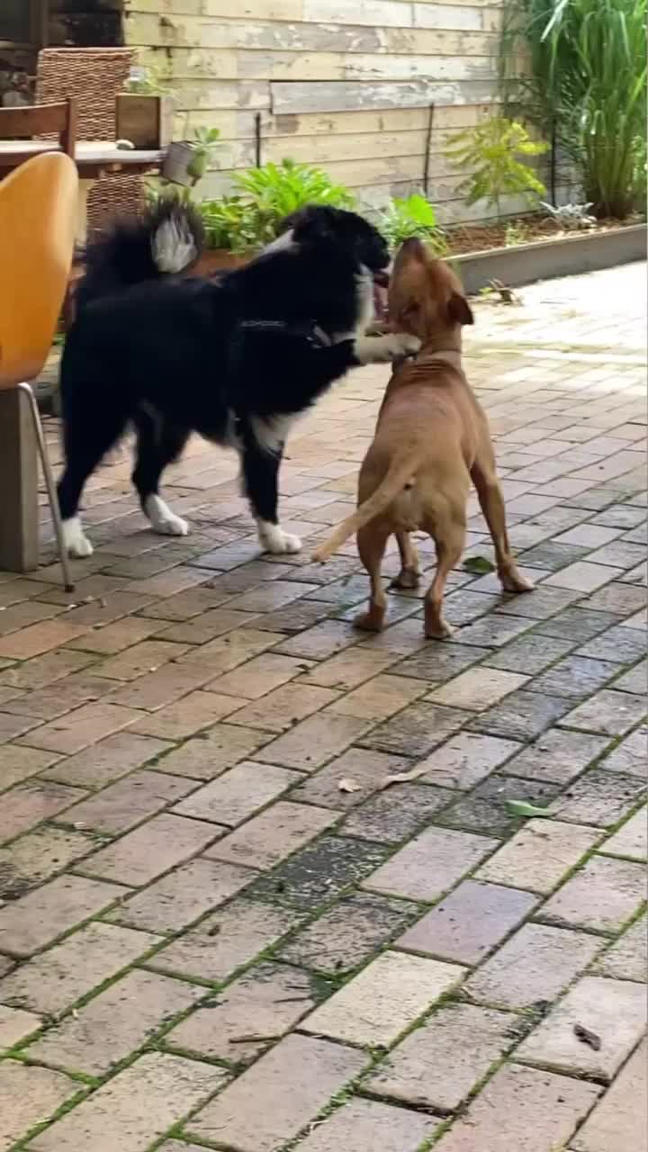 Video post from currumbinvalleyharvest.