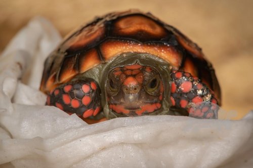 Photo post from carapacecritters.