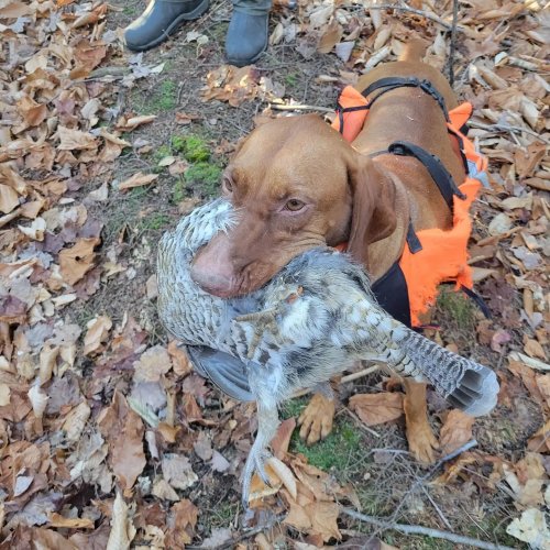 Carousel post from reddogguideservice.