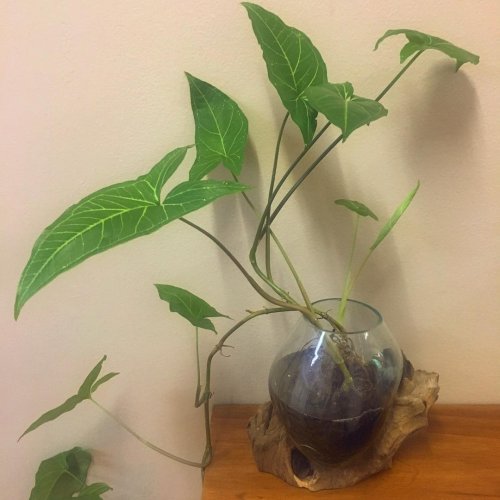 Photo post from bodyharmonie_marrickville.