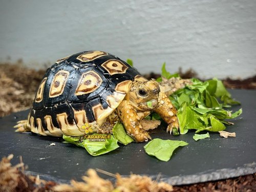 Photo post from carapacecritters.