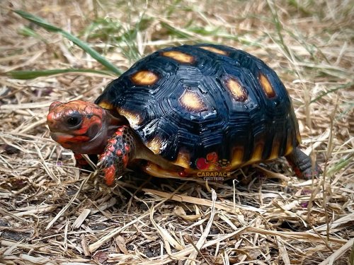 Carousel post from carapacecritters.